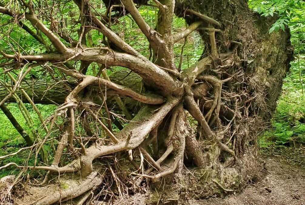 L’arbre déraciné