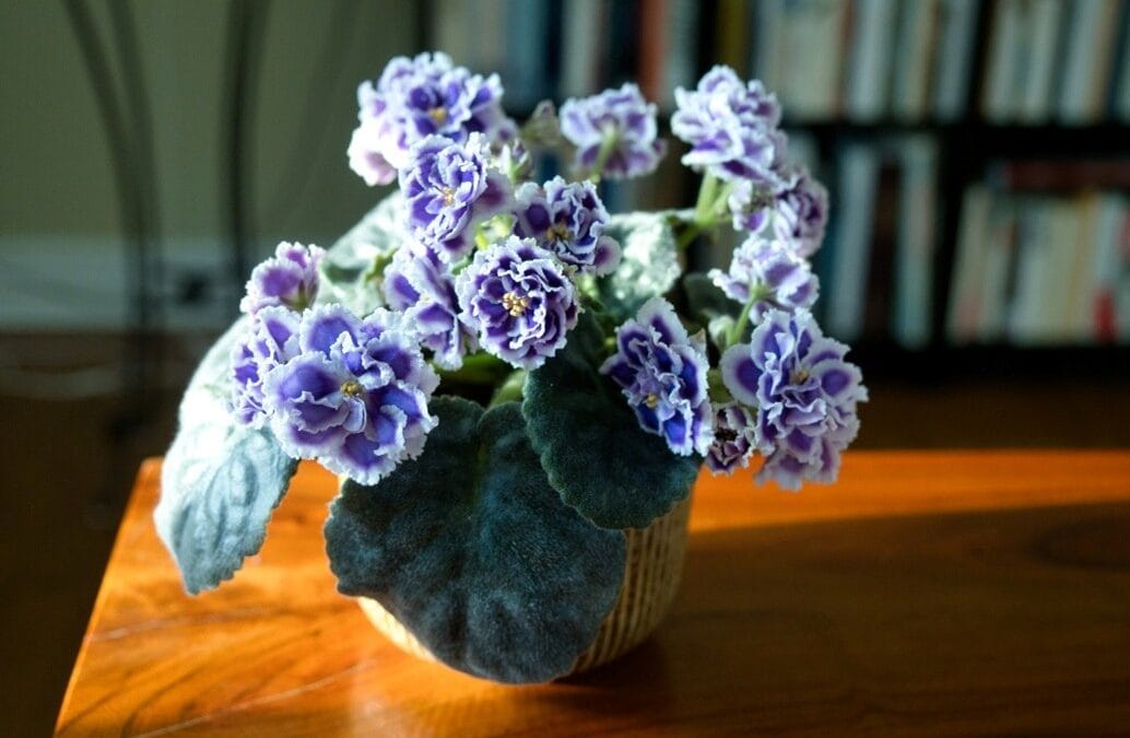 Une touche de gaieté dans ma vie !