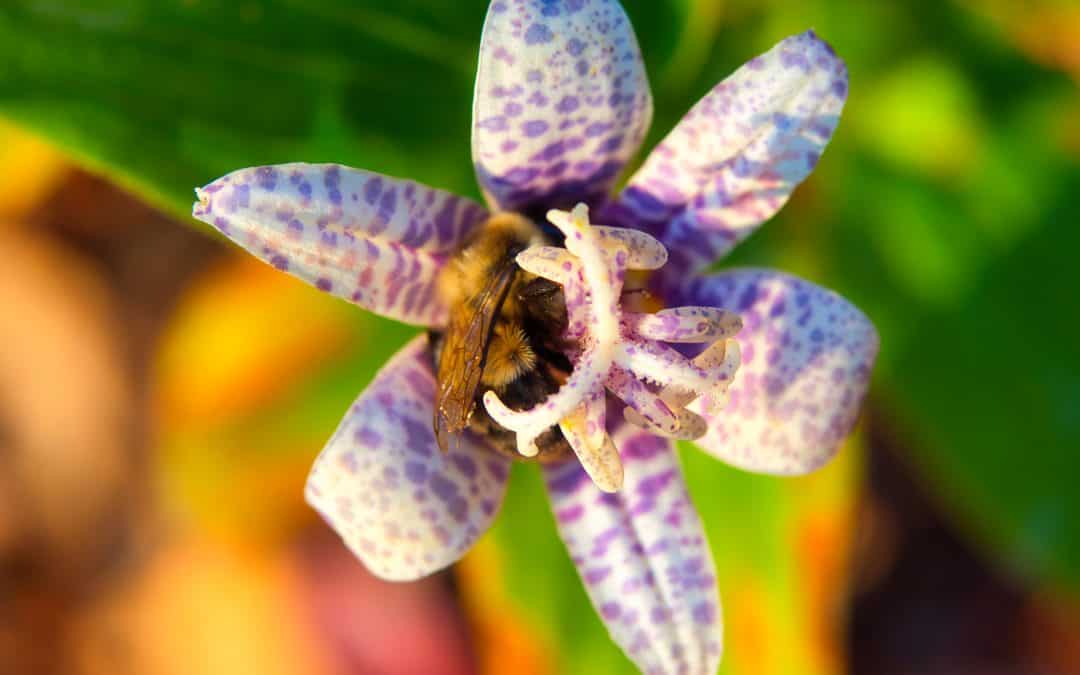 Tout recommence, même ce qui s’éteint