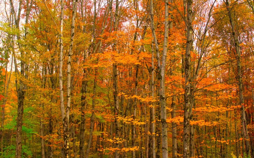 L’apaisement dans l’ordinaire du jour
