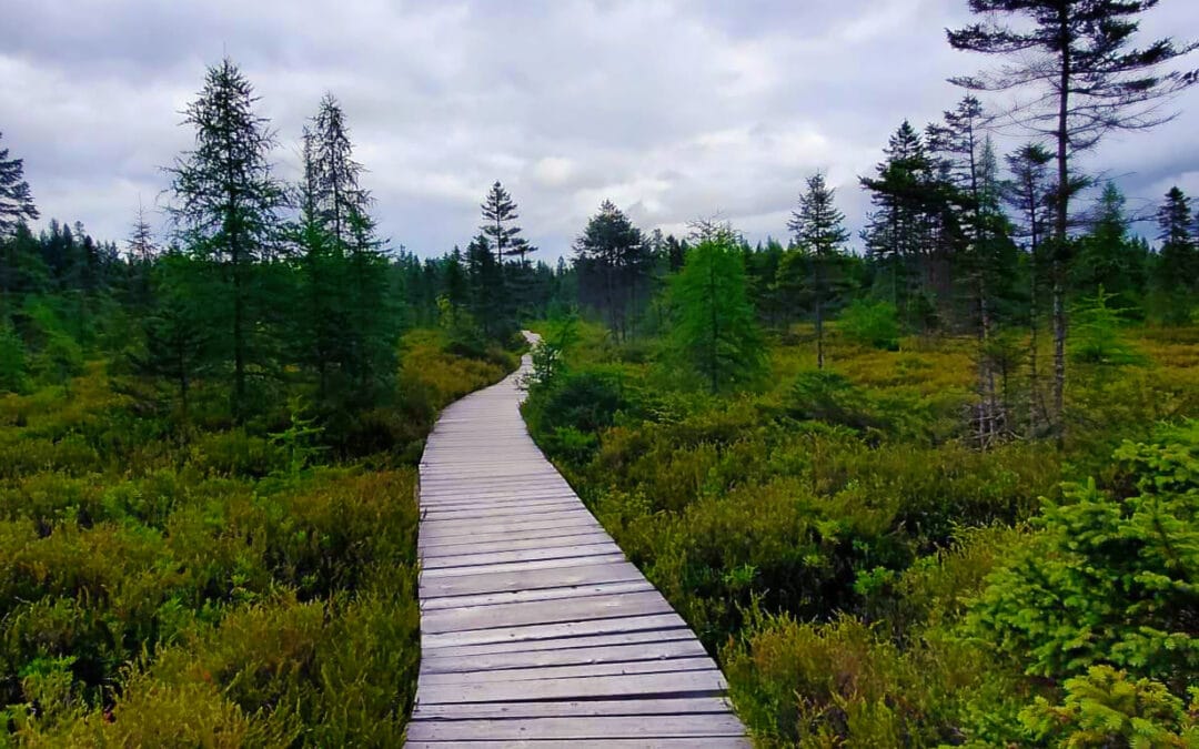 Le chemin de la tourbière