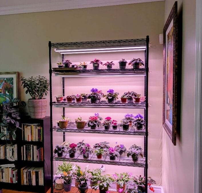 Ces fleurs qui prennent soin de nous